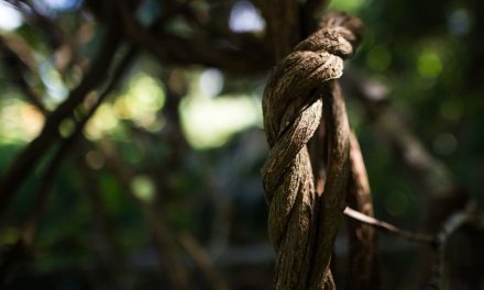 Medicina sagrada ante los tribunales: la batalla legal de Claude Bauchet y la ayahuasca en Francia